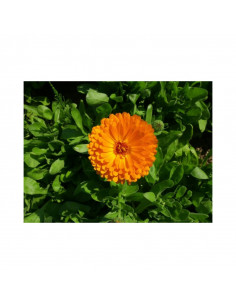 Чай Биопрограма, Невен +  ⋙ на цена от 1.93лв  - Allegro-bg.com